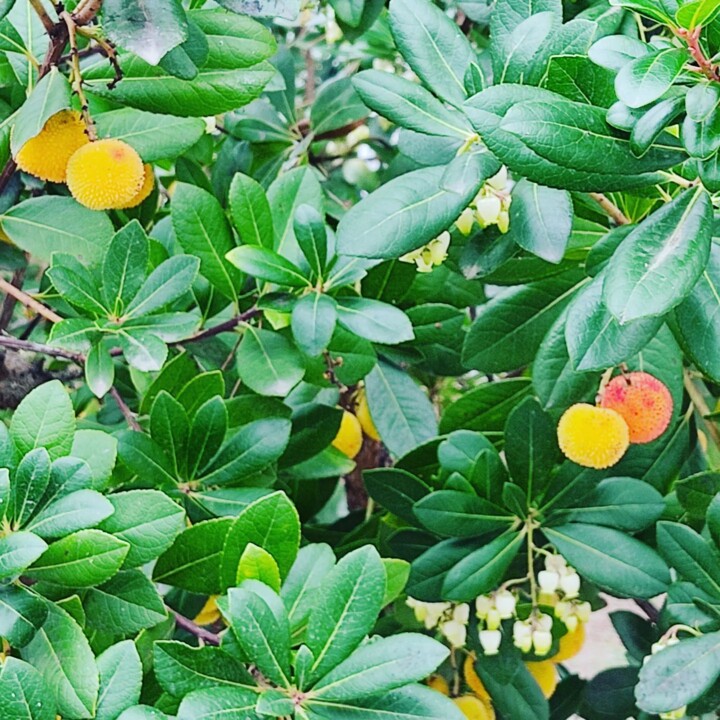 312883182_2452818578191222_3948792211770002777_n.j