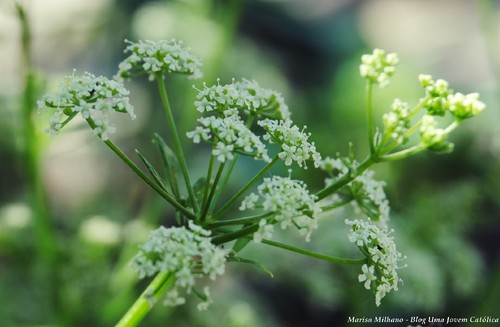 Cruzes pequeninas.JPG