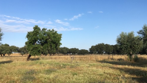 PMUO2445.JPG PMUO2445.JPG