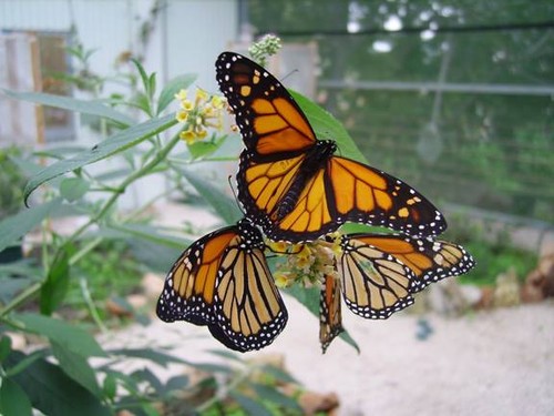 borboletario1.jpg