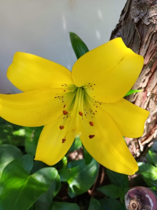 Não me canso disto_Flor.jpg