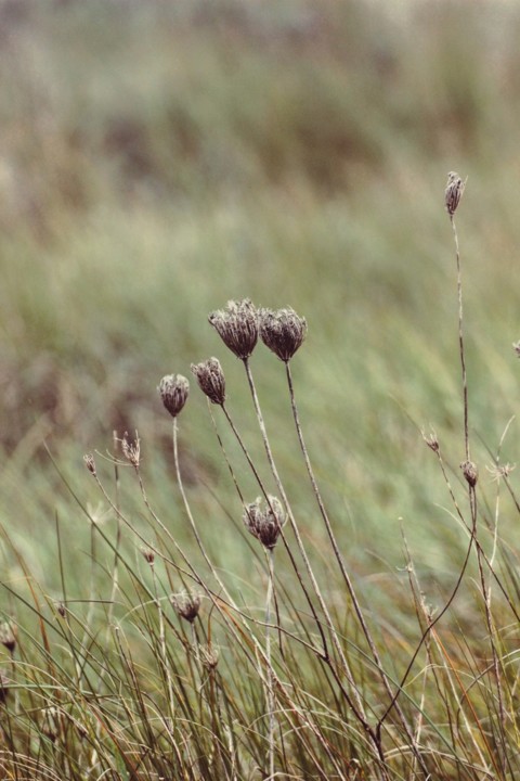 lagoa de obidos 11.jpg