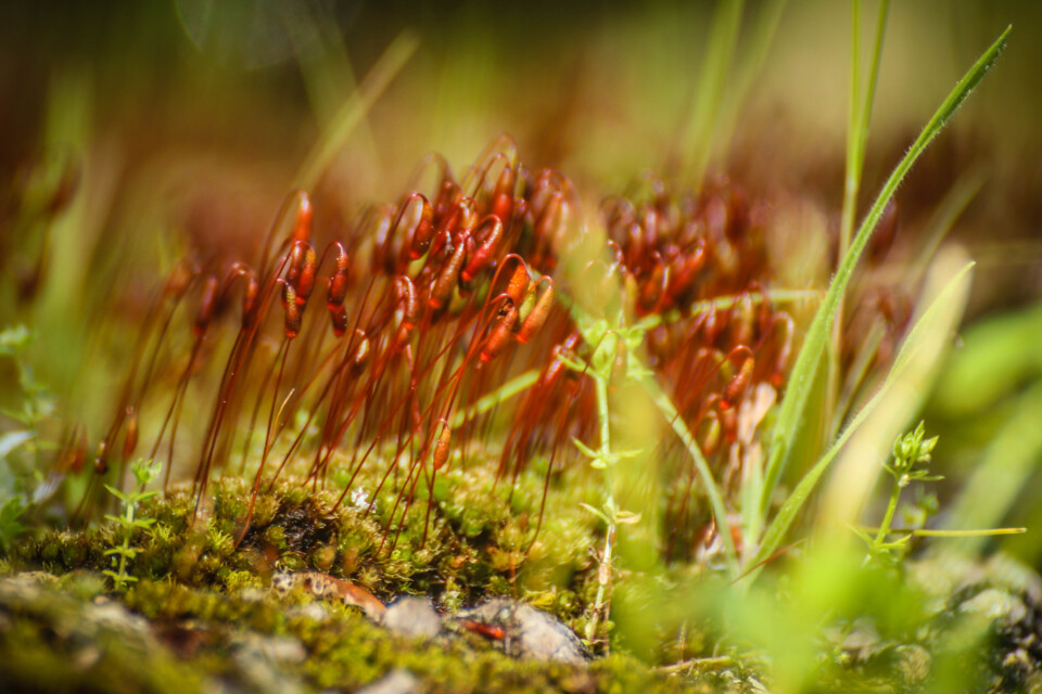 montachique marco 9 a.jpg