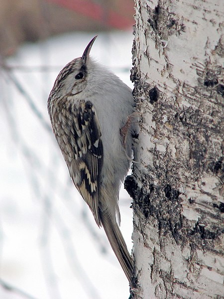 trepadeira.jpg trepadeira.jpg
