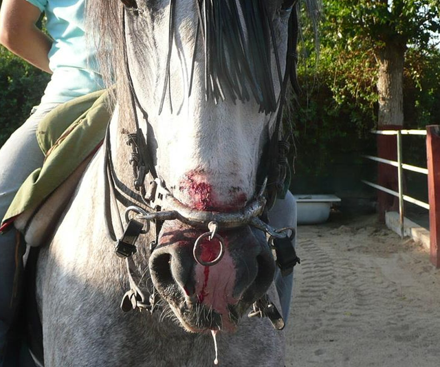 Cavalo torturado.png