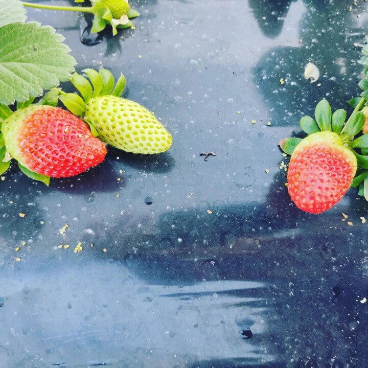 328277204_522828440013985_5820377098992852229_n.jp