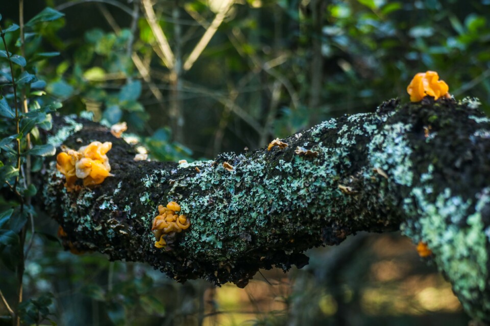 tremella aurantia 5.jpg