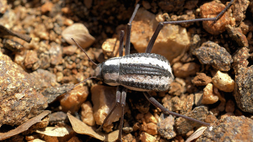 Besouro da Namíbia.jpg Besouro da Namíbia.jpg