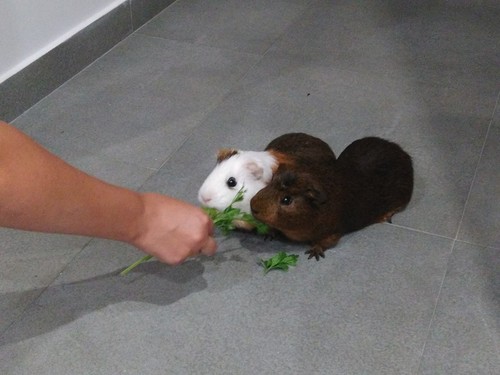 21761500_965216503618111_3285942680245255831_n.jpg 21761500_965216503618111_3285942680245255831_n.jpg