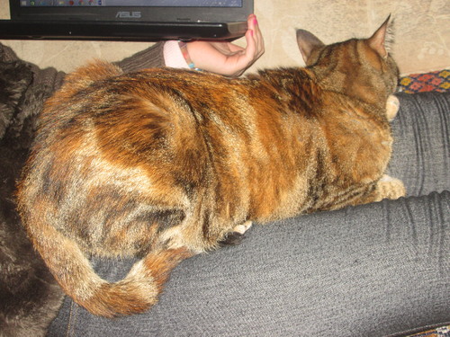 Tica 254.JPG Tica 254.JPG