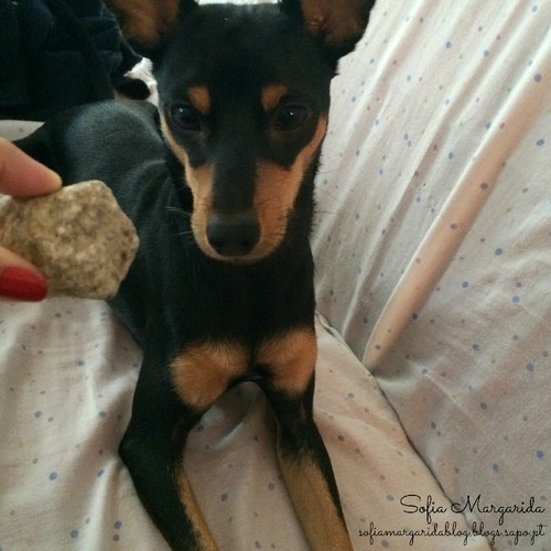 IMG_1099sm.jpg IMG_1099sm.jpg