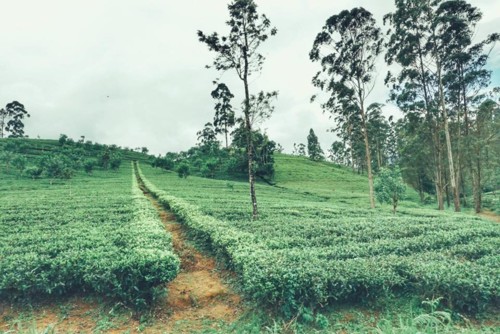 22195635_10214598284820897_4096238679431266098_n.j