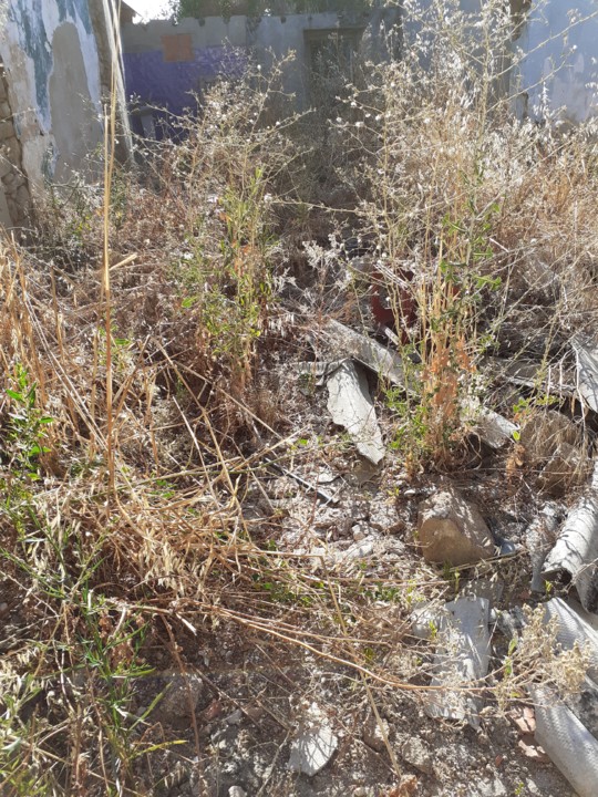 Quintal abandonado. Foto original. 2021.07.29. jpg