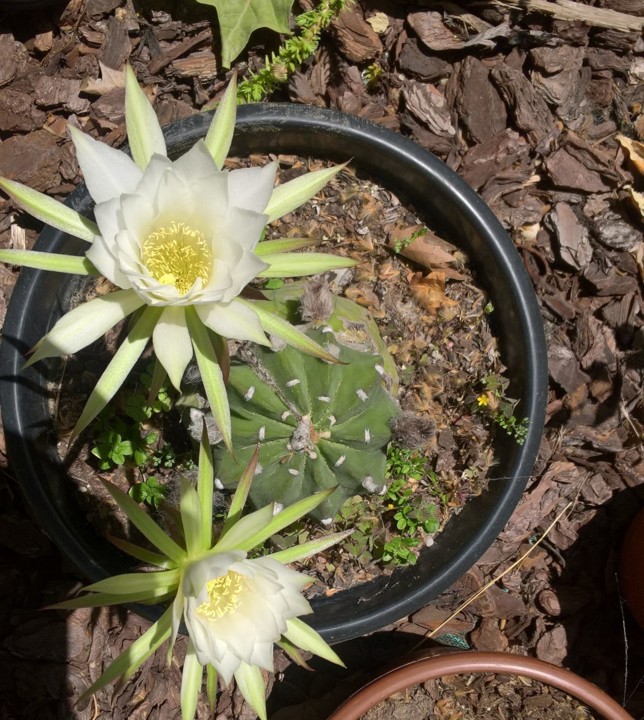 WP_20190517_13_52_00_Pro (2).jpg