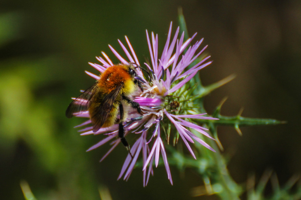 trilho das vinhas-23.jpg