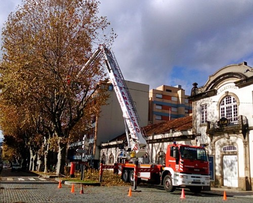 PLÁTANO.jpg PLÁTANO.jpg