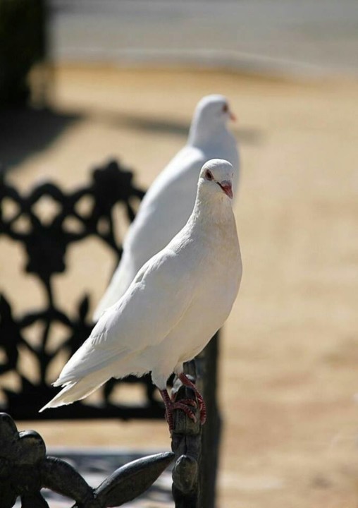 O que eu peço é.jpg