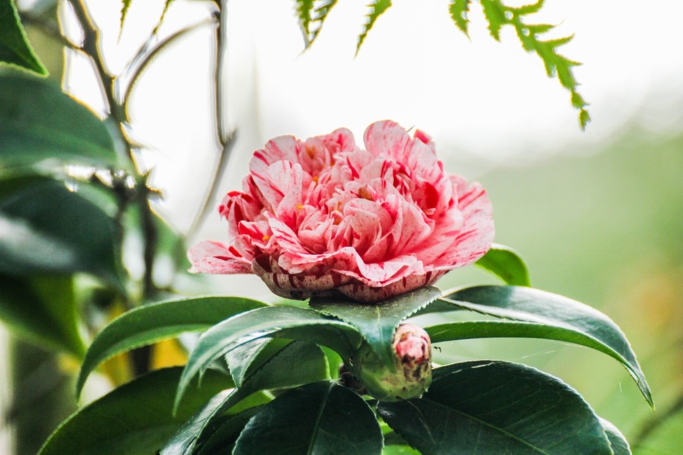 lavinia maggi 1.jpg lavinia maggi 1.jpg