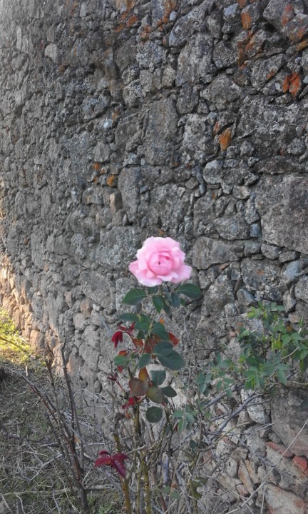 Rosa no Chão. Foto original. 2020. 10. jpg