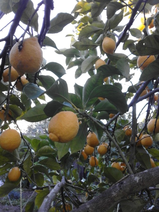 Foto Original Limoeiro II 2018.02jpg