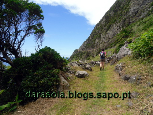 Azores_flores_faja_grande_06.JPG