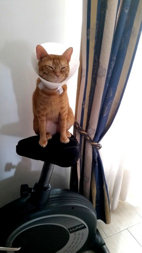 riscas09092017.jpg riscas09092017.jpg