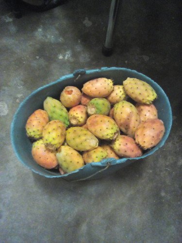 Figos Índia Original DAPL 2016.jpg