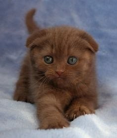 68fe5ba35e68e9b1d816d3614c6f00b5--baby-animals-cut 68fe5ba35e68e9b1d816d3614c6f00b5--baby-animals-cut