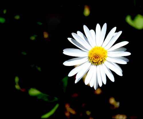 malmequer.jpg malmequer.jpg