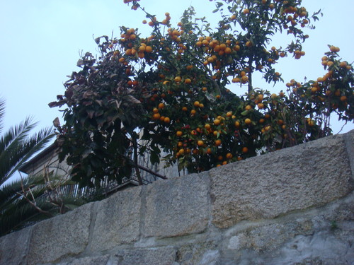 laranjas.JPG