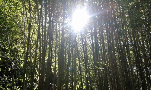 bambus.jpg