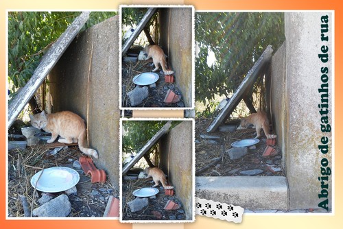 gatinhoderua.jpg gatinhoderua.jpg