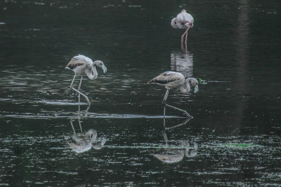 lagoa de obidos 19.jpg