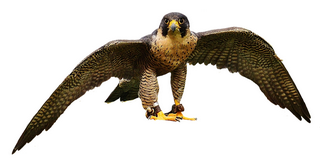 falcon-peregrino-2763616_960_720.png