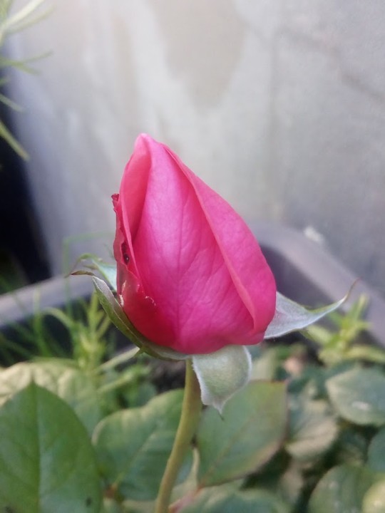 NãoMeCansoDisto_flores_rosa.jpg
