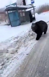 Screenshot_2021-03-18 Peak Russia Man chased acros