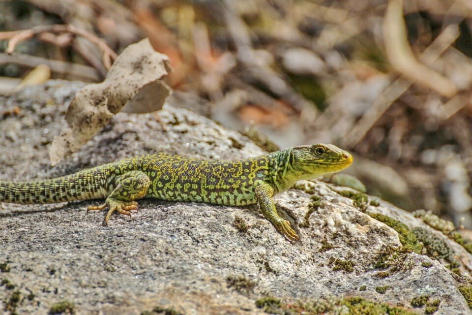 lacerta lepida.jpg