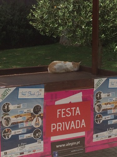 gato.jpg