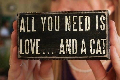 All you need is love.. and a Cat