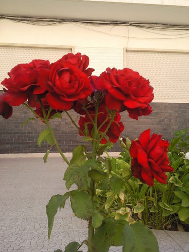 Rosas. Foto original de DAPL 2015.jpg