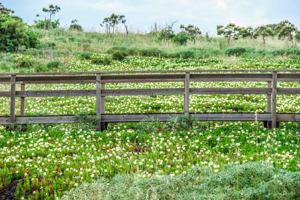 ponta da piedade a 11.jpg