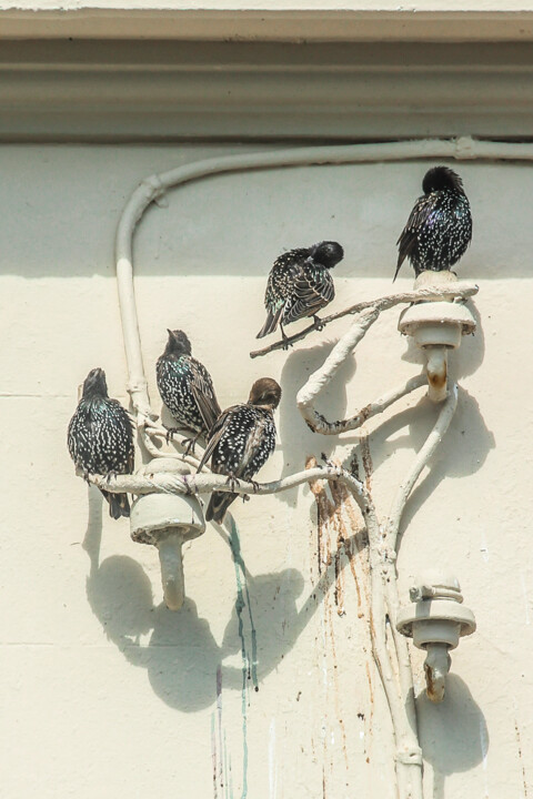 sturnus vulgaris 10.jpg