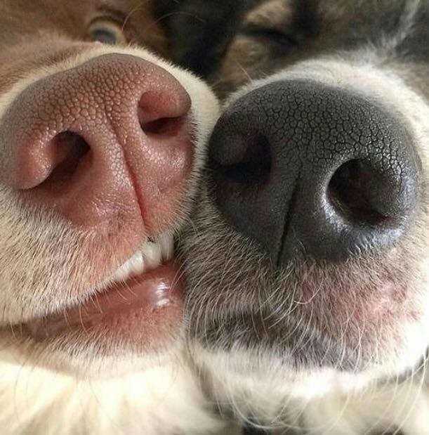 19884072_1434689496607317_2384099787104013137_n.jp