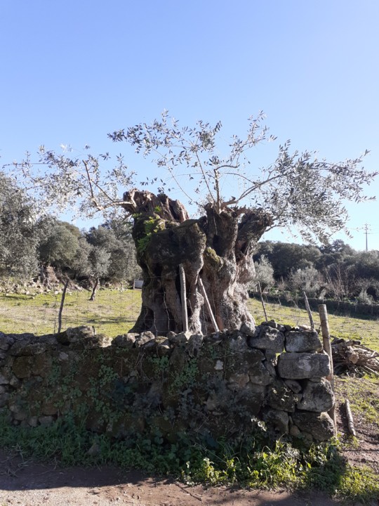 Oliveira Milenar IV. Norte. Foto Original. 2022.01.12.jpg