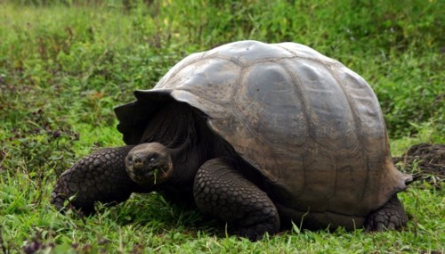 tartaruga-gigante tartaruga-gigante