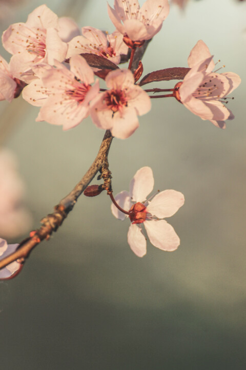 ameixeira-de-jardim 3.jpg