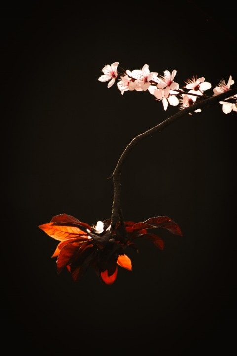 ameixeira-de-jardim 1.jpg