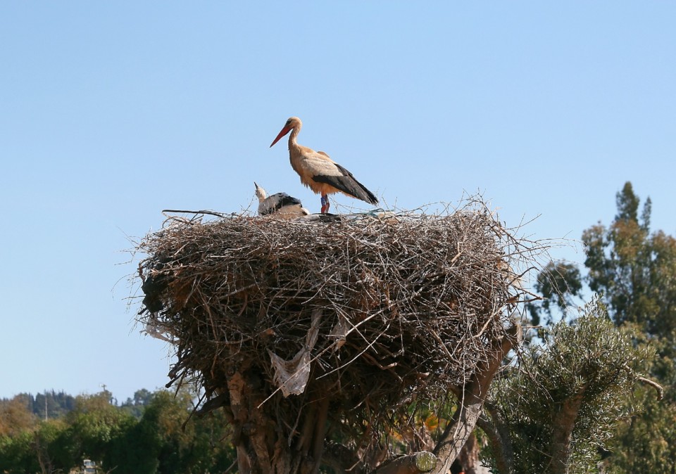 IMG_4969_Enhancer.jpg IMG_4969_Enhancer.jpg