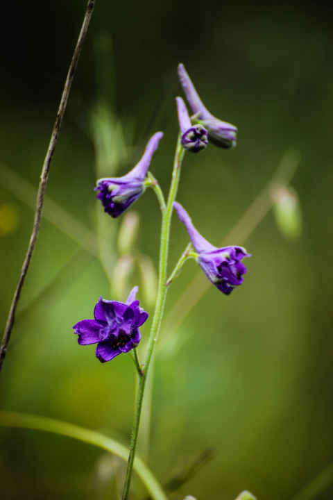 delphinium pentagynum 8.jpg