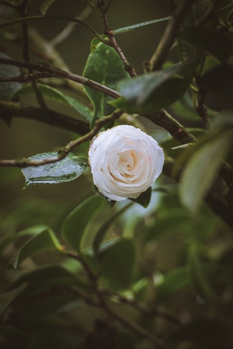 alba plena 1.jpg alba plena 1.jpg